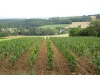 053de-eerste-wijnvelden