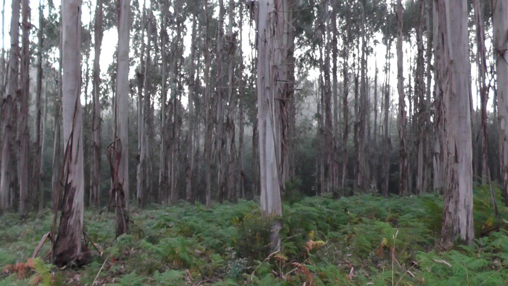 Door een eucalyptusbos